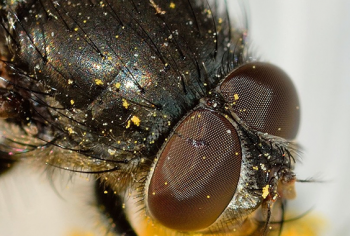 14 dicas importantes para evitar a infestação de insetos em sua casa
