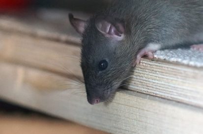 6 Dicas para acabar com ratos em casa