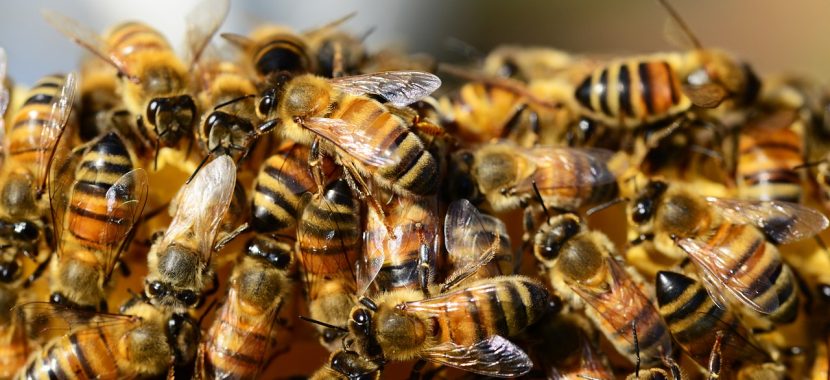 abelhas, marimbondos e vespas dedetização