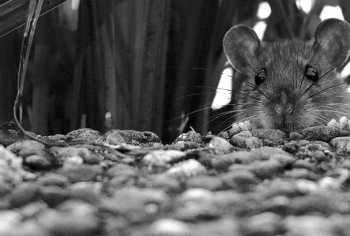 Você não sabe, mas existem três tipos de ratos que assombram nossa cidade