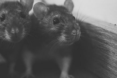 Como acabar com ratos no forro de casa?