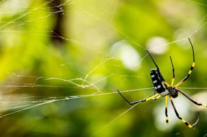 4 dicas importantes de como acabar com aranhas