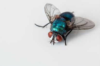 Porque no inverno os insetos somem da nossa casa?