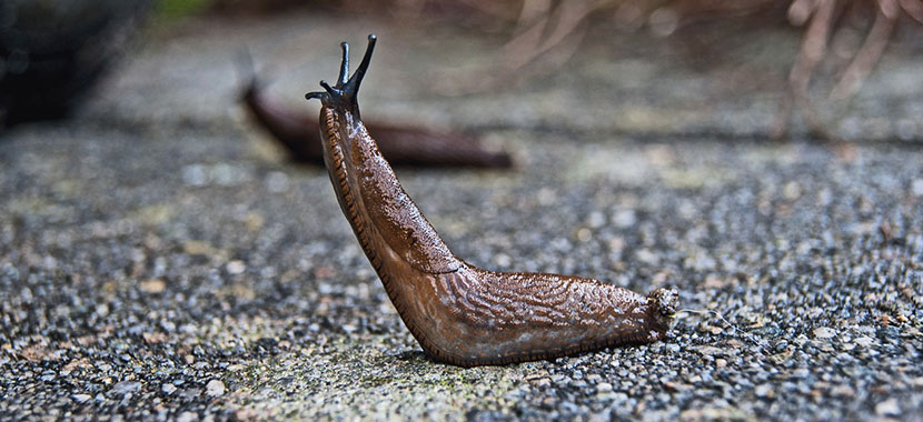 Lesmas são animais repulsivos e nos últimos anos, especialmente no sul do Brasil, uma variedade venenosa de origem africana, solta na natureza por produtores irresponsáveis, se transformou em uma praga regionalizada.