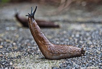 Lesmas de quintal transmitem doenças?