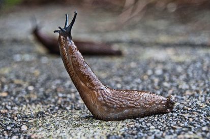 Lesmas de quintal transmitem doenças?