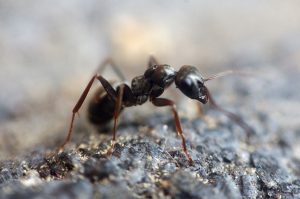 acabar com formigas dedetização