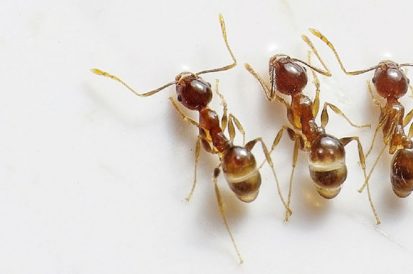 Como acabar com formigas dentro de casa?