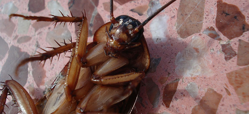 Fezes De Barata Causa Doencas Desentupidora E Dedetizadora Imperio