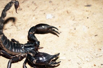 Quais os tipos de escorpiões mais encontrados em São Paulo?
