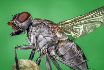 Quanto tempo vive uma mosca?