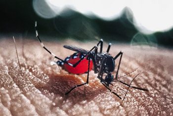 Dengue, Zika e Chikungunya – O Que fazer para evitar!