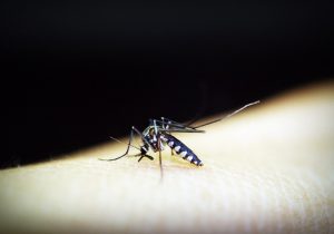 mosquito da dengue