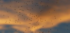 Desinsetização no verão