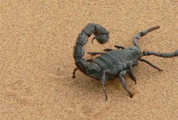Qual é o escorpião mais venenoso?