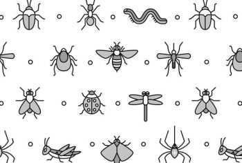 Quais são os insetos mais comuns no verão?