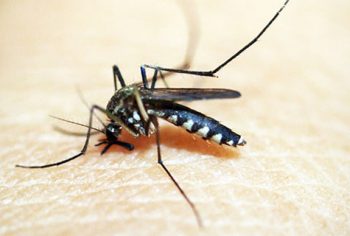 15 curiosidades sobre o mosquito Aedes Aegypti