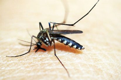 15 curiosidades sobre o mosquito Aedes Aegypti