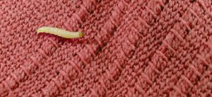 dedetização de traças