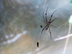 dedetizadora de aranhas