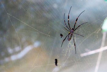 Dedetização de Aranhas em São Paulo e Campinas