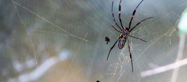 Dedetização de Aranhas