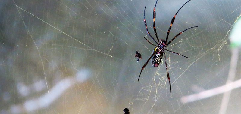dedetizadora de aranhas