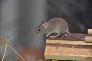 ratos- dedetização