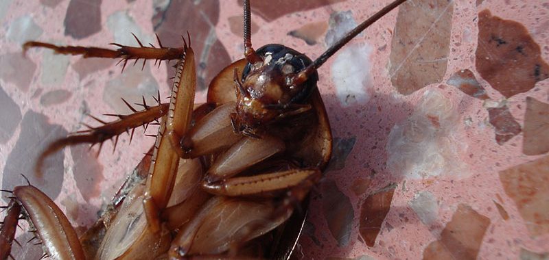 Dedetizadora de baratas