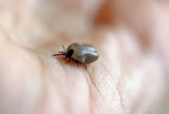 Dedetização de Carrapatos em São Paulo e Campinas