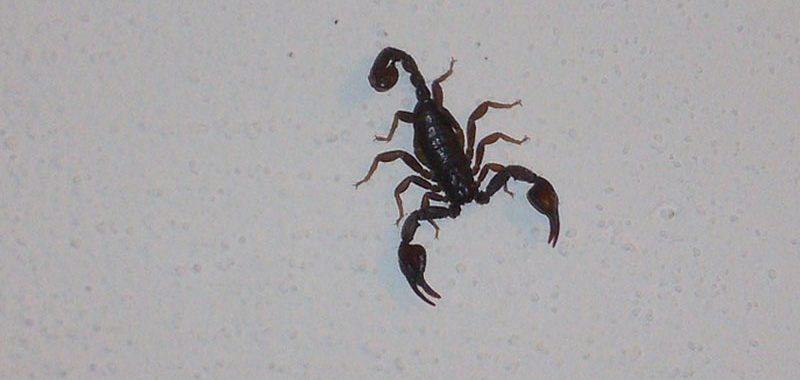 Dedetizadora de escorpiçoes