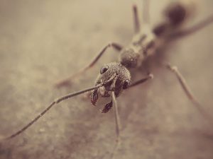 Dedetizadora de formigas