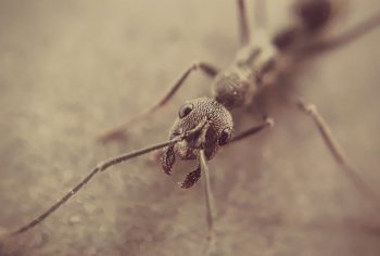 Dedetização de formigas em São Paulo e Campinas