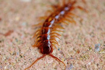 Dedetização de Lacraias em São Paulo e Campinas