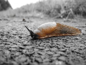 Dedetizadora de lesmas