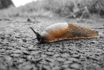 Dedetização de Lesmas em São Paulo e Campinas