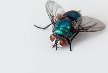 Dedetização de Moscas em São Paulo e Campinas