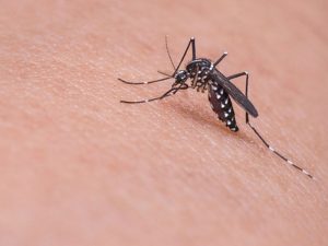 Dedetizadora de mosquitos