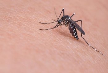 Dedetização de Mosquitos e Pernilongos