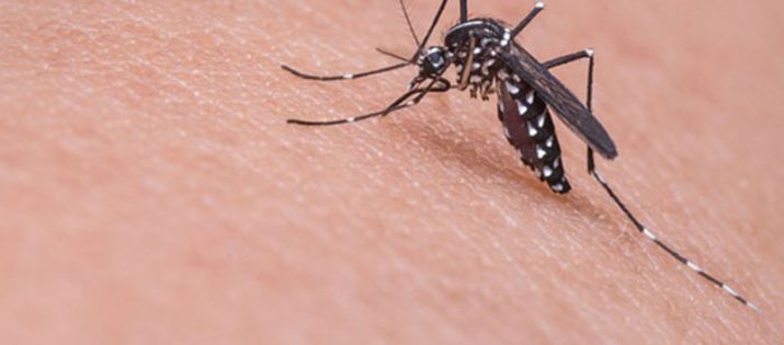 Dedetização de Mosquitos e Pernilongos