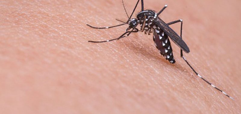 Dedetizadora de mosquitos