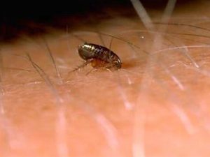 Dedetizadora de pulgas