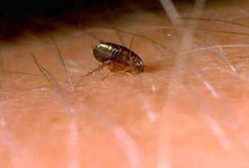 Dedetização de Pulgas em São Paulo e Campinas