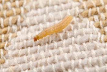 Dedetização de Traças em São Paulo e Campinas