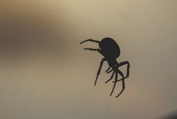 Aranhas mais venenosas no Brasil e no mundo