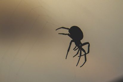 Aranhas mais venenosas no Brasil e no mundo