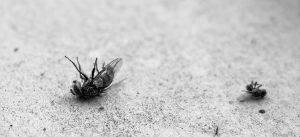 serviços de dedetização