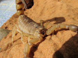 escorpião em são paulo