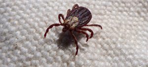 perigos dos carrapatos