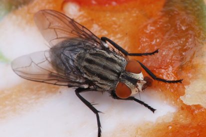 3 ótimos remédios caseiros para acabar com as moscas
